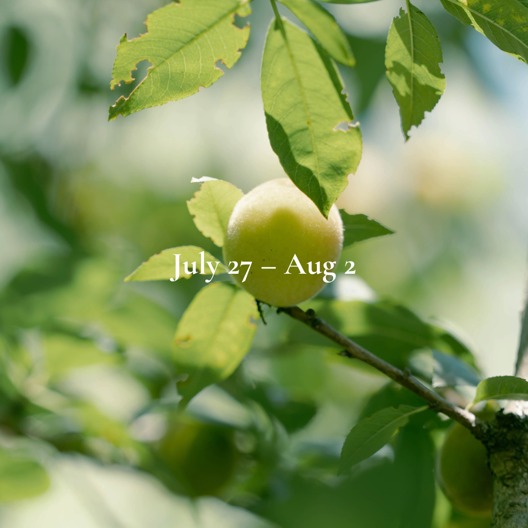 Weekly Energy Forecast: Jul 27 – Aug 2,2026