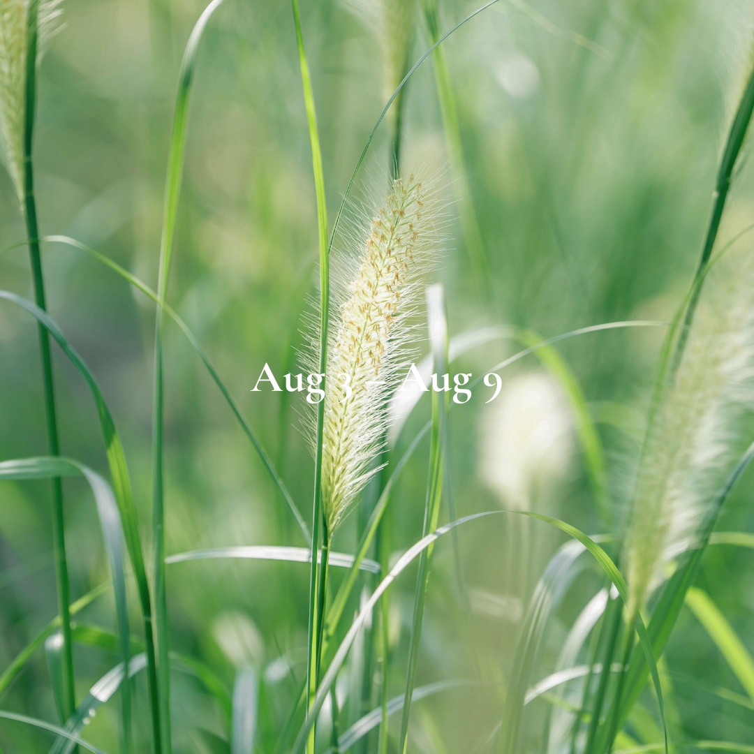 Weekly Energy Forecast: Aug 3 – Aug 9,2026