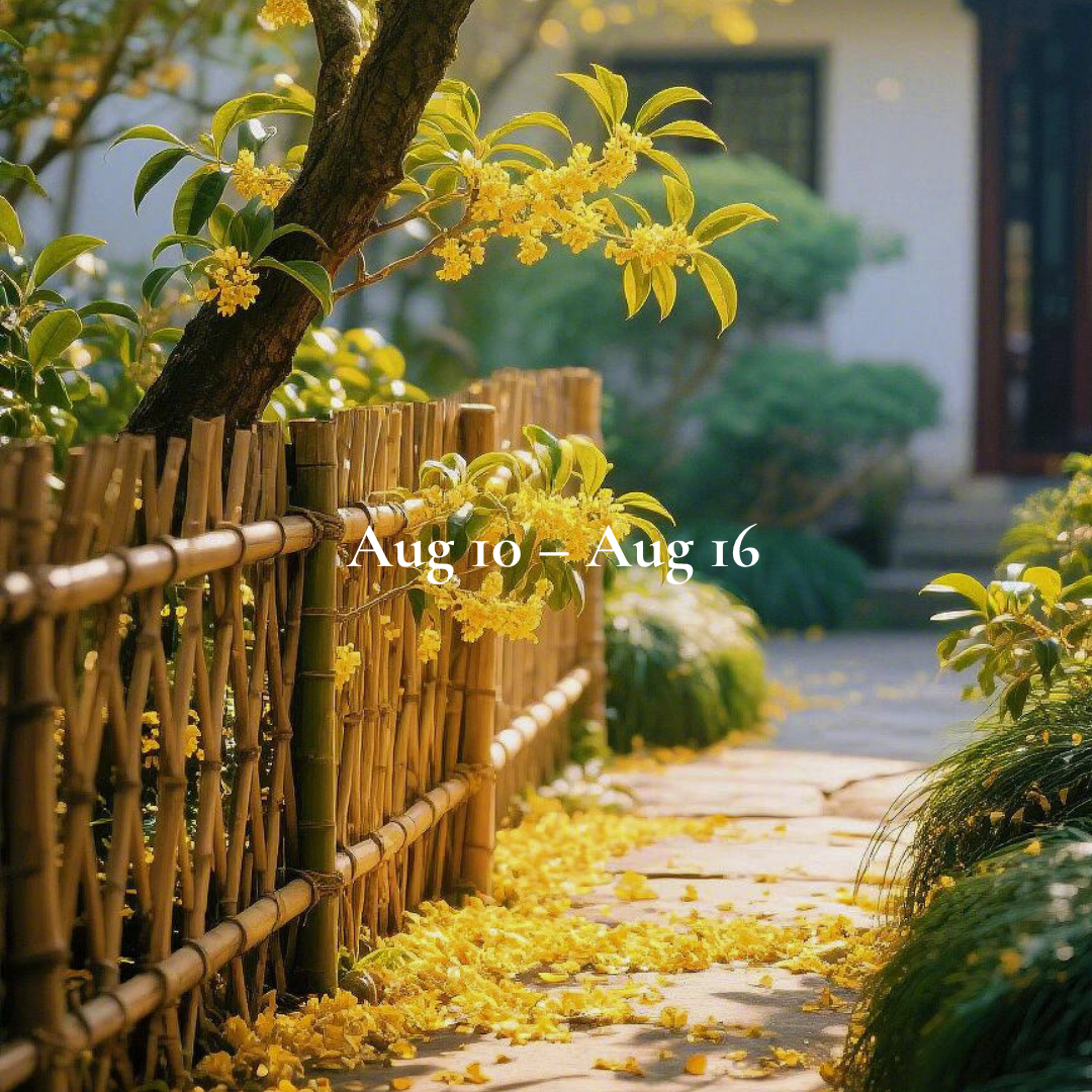 Weekly Energy Forecast: Aug 10 – Aug 16,2026