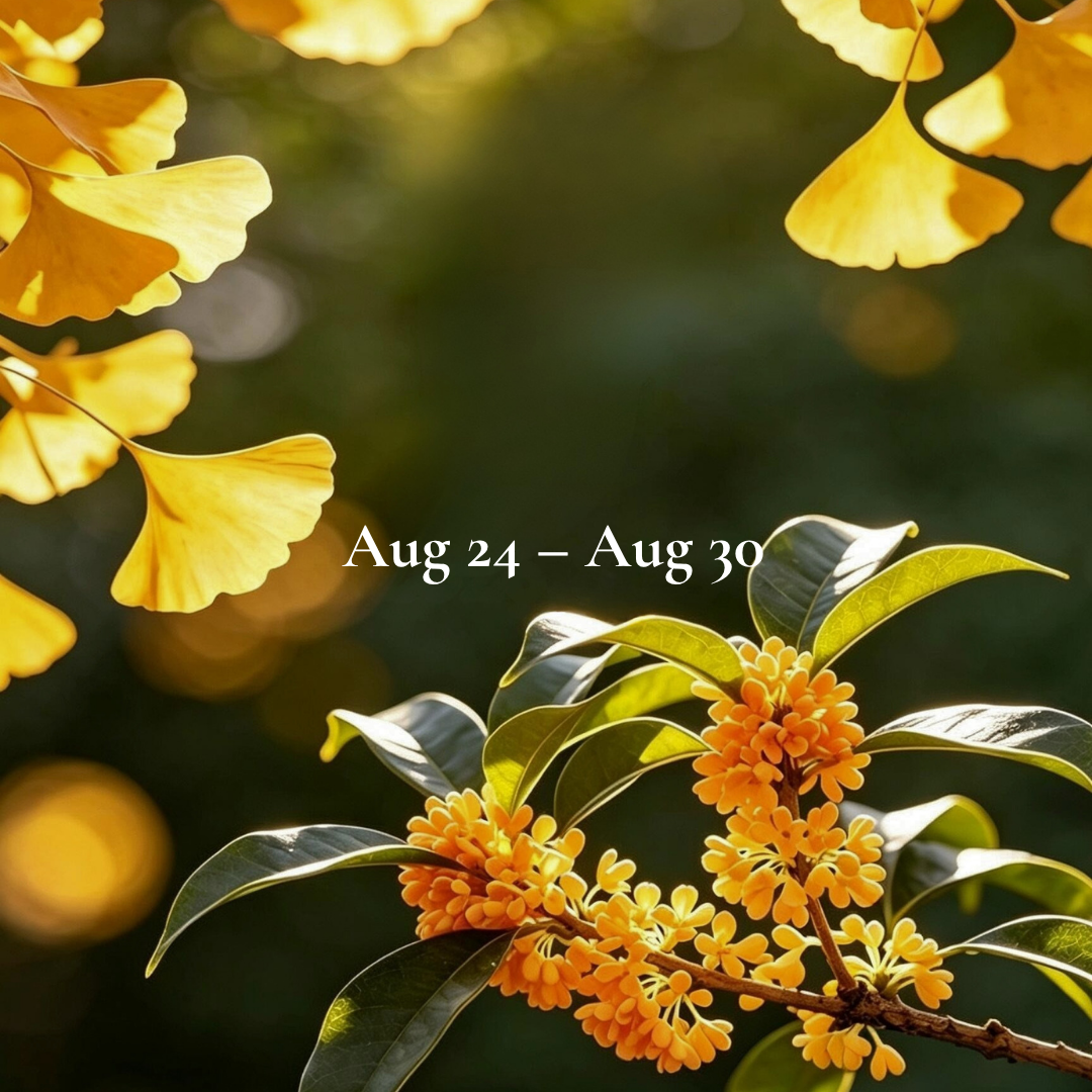 Weekly Energy Forecast: Aug 24 – Aug 30,2026