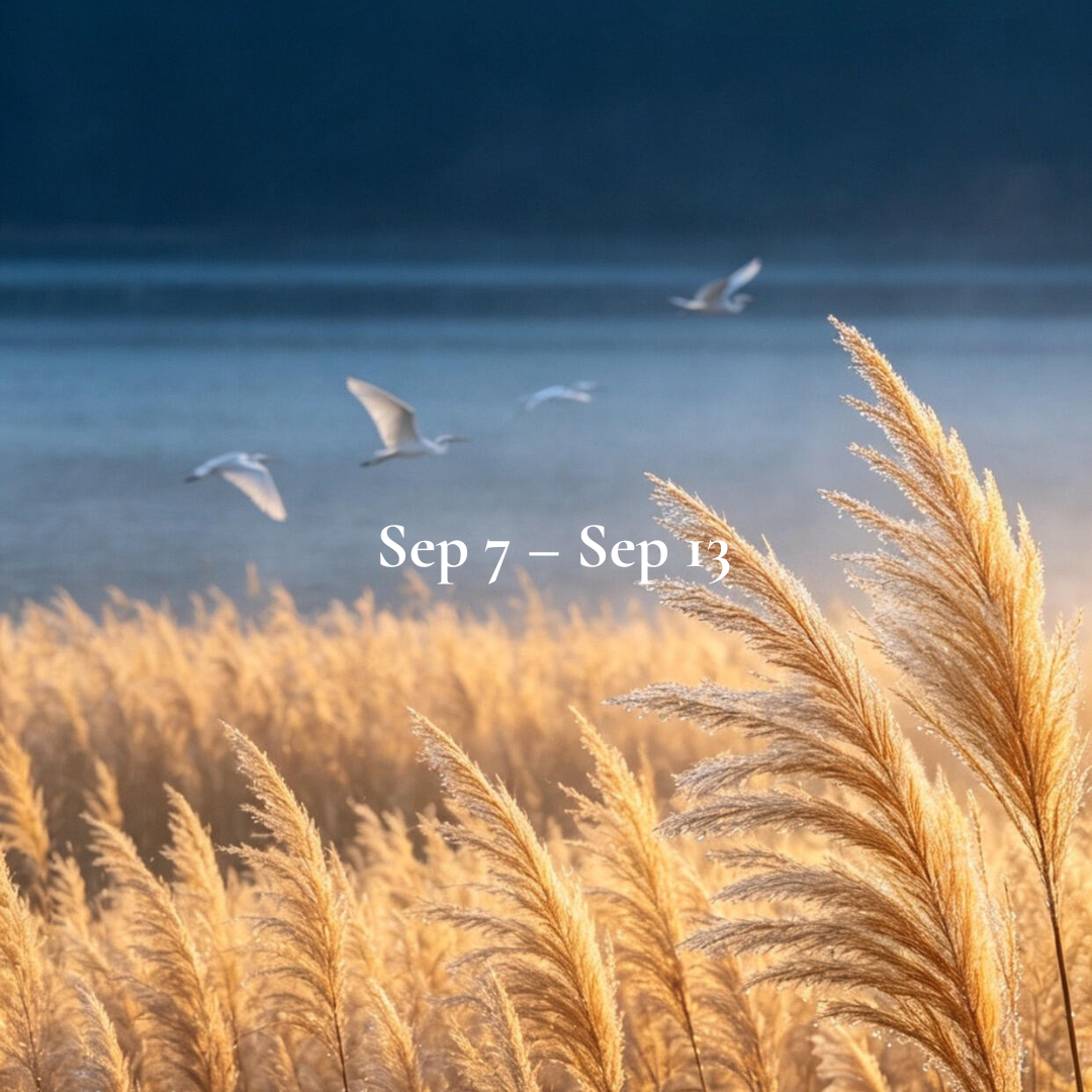 Weekly Energy Forecast: Sep 7 – Sep 13,2026
